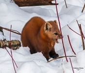 PIneMartin006 DeNoiseAI